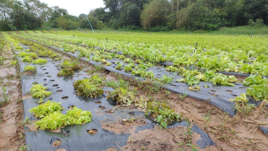 Chuvas provocam perdas de até 75% em lavoura de hortaliças em Vera Cruz, relata produtor